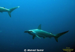 Scalloped Hameerhead Shark from Hammerheard Shark Point, ... by Ahmed Samir 